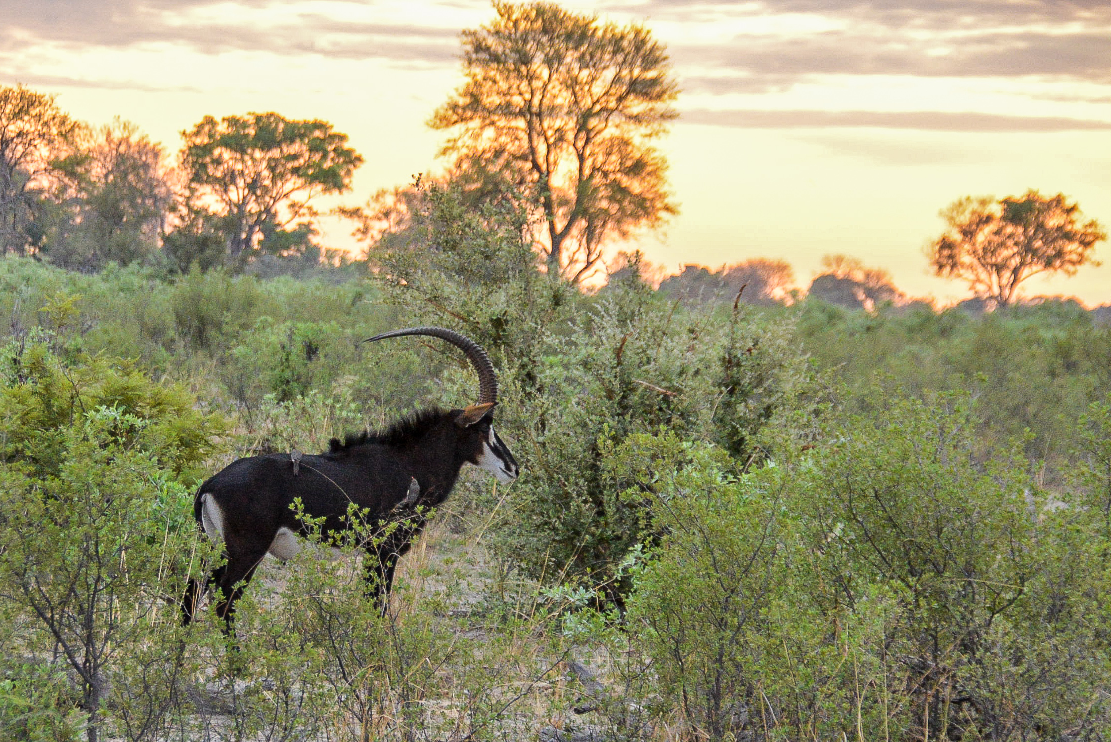 Hippotrague noir ou Antilope noire, ou Antilope cheval (Sable antelope, Hippotragus niger), mâle adulte au lever du soleil, Réserve de Kwando Delta de l'Okavango, Botswana.